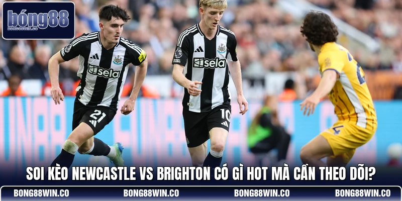 Soi Kèo Newcastle Vs Brighton Có Gì Hot Mà Cần Theo Dõi?