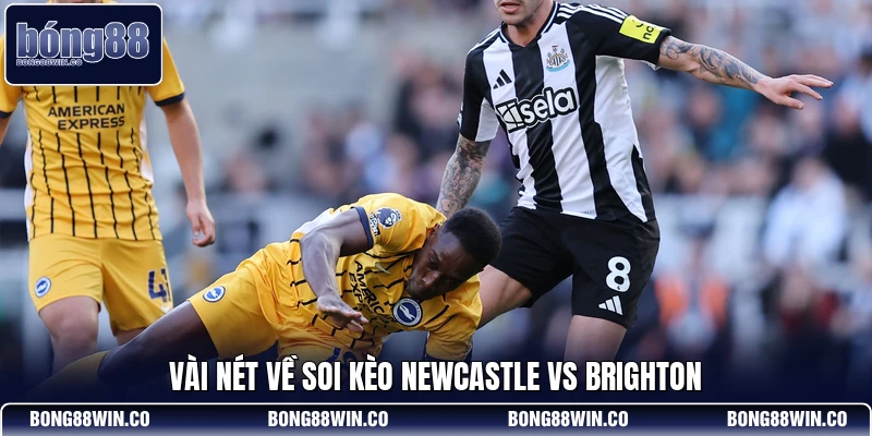 Vài nét về soi kèo Newcastle vs Brighton